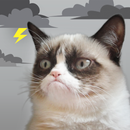 APK Grumpy Cat Weather