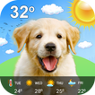 Live Weather Puppy Wallpaper