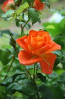 Flower Wallpapers - Rose Wallpapers постер