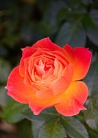 Flower Wallpapers - Rose Wallpapers скриншот 1