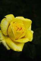 Flower Wallpapers - Rose Wallpapers скриншот 2