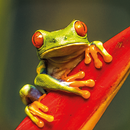 Living Planet APK