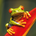 Living Planet أيقونة