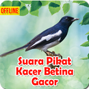Suara Pikat Kacer Betina Gacor APK