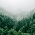 Forests &Trees Wallpapers