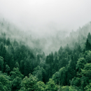 Forests &Trees Wallpapers APK