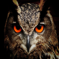 Animal Educator