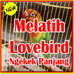 Melatih Lovebird Ngekek Panjang.