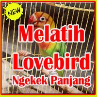 Melatih Lovebird Ngekek Panjang. capture d'écran 3
