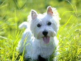 Flying Westie capture d'écran 2