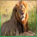 ALAS77 The Quiet Sea