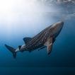 Whale Shark Wallpaper