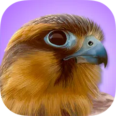 download iBird Pro Birds North America APK
