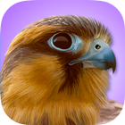 iBird Pro Birds North America biểu tượng