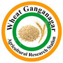 APK Wheat Ganganagar