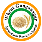 Wheat Ganganagar biểu tượng