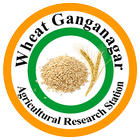 Wheat Ganganagar आइकन