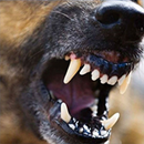 Dog obedience whistle APK