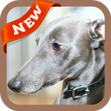 Whippet Wallpaper icon