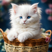 White Cat Wallpaper 4K