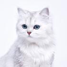 White Cat Wallpaper icône