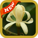 White Champaka Wallpaper APK