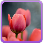 Tulips Wallpaper Gallery icon