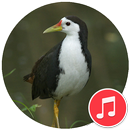 White-breasted Waterhen Sounds APK