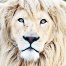 White Lion Wallpaper APK