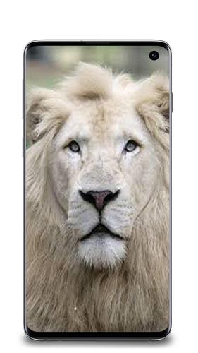 Fonds D Ecran Lion Blanc Pour Android Telechargez L Apk
