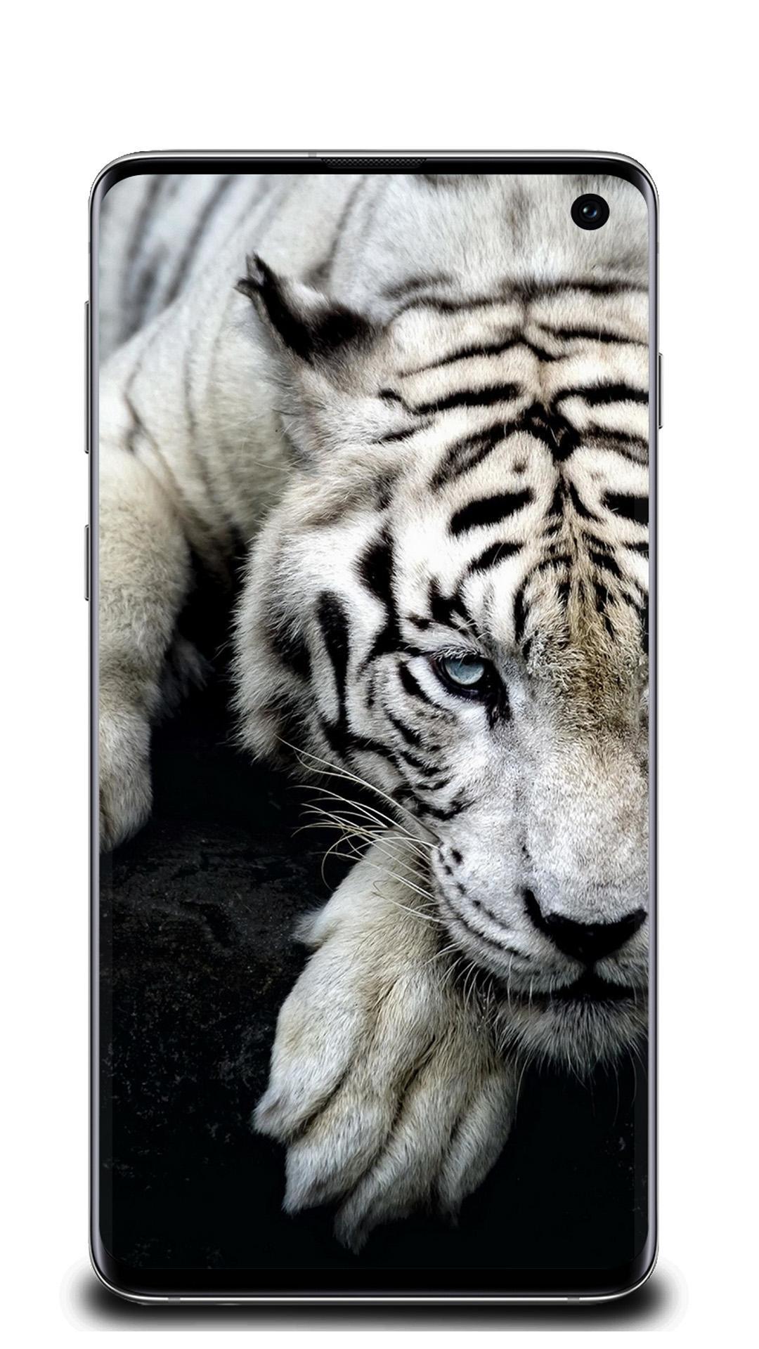 Fonds D Ecran Lion Blanc Pour Android Telechargez L Apk Fonds D Ecran Lion Blanc Pour Android Telechargez L Apk