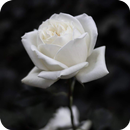🌹 White Rose Wallpaper 🌹 APK