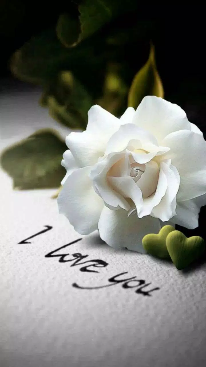 🌹 White Rose Wallpaper 🌹 APK voor Android Download 🌹 White Rose Wallpaper 🌹 APK voor Android Download
