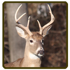 Whitetail deer calls sounds ไอคอน