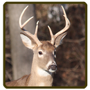 Whitetail deer calls sounds APK