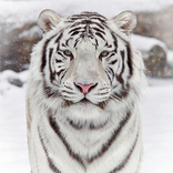 White tiger