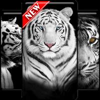 White Tiger Wallpapers HD poster