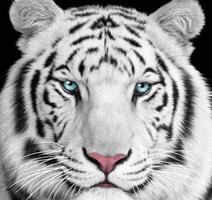 White Tiger Wallpapers HD screenshot 2