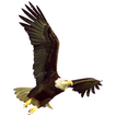 Blue Mountain Eagle icon