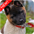 Akita Puppies Wallpaper icon