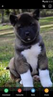 Akita Puppies Wallpaper syot layar 3