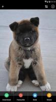 Akita Puppies Wallpaper اسکرین شاٹ 2