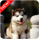 Fond d'écran de chiots Malamute d'Alaska APK