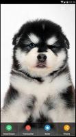 Fond d'écran de chiots Malamute d'Alaska capture d'écran 2