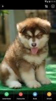 Fond d'écran de chiots Malamute d'Alaska capture d'écran 3