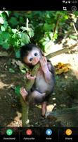 Baby Monkey Wallpaper تصوير الشاشة 2