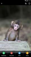 Baby Monkey Wallpaper تصوير الشاشة 3