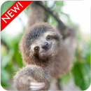 Baby Sloth Wallpaper APK