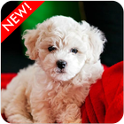 Bichon Frise Puppies Wallpaper icon