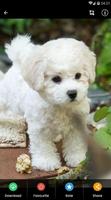 Bichon Frise Puppies Wallpaper ภาพหน้าจอ 3